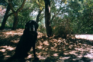 A black dog; Actual size=240 pixels wide